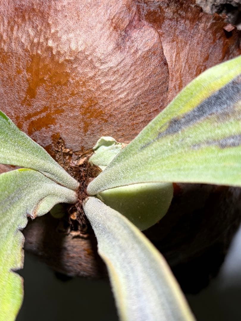 P.FSQ-T コモレビプランツ　ビカクシダ　タグ付き　難あり