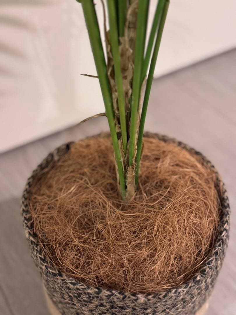 Prima フェイクグリーン 観葉植物 アレカヤシ