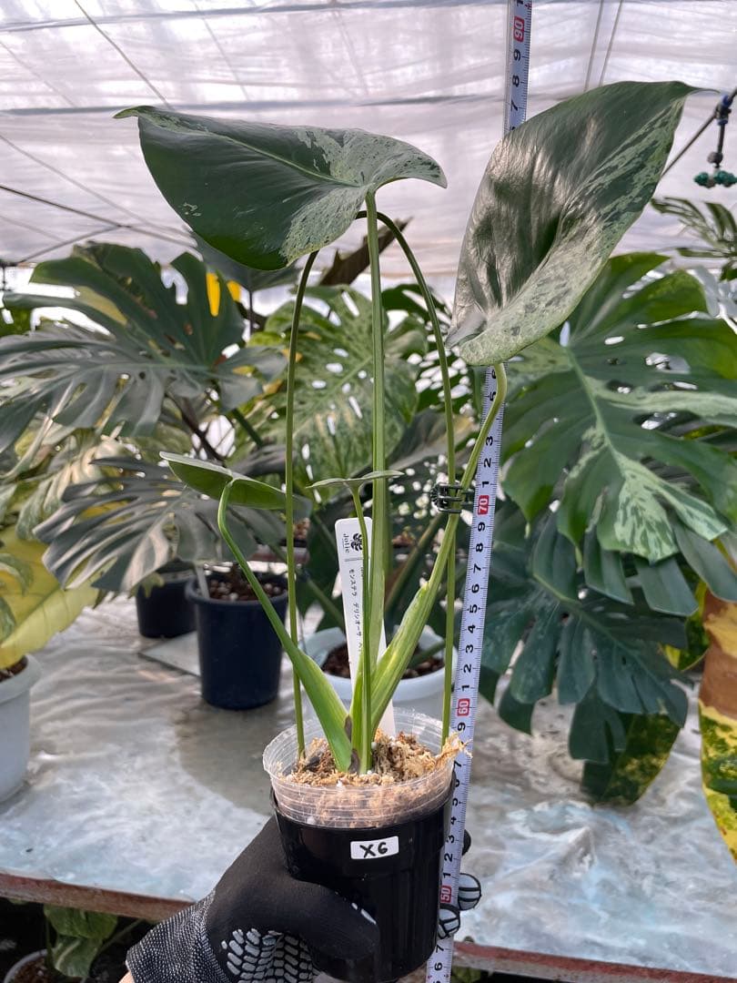 X6 モンステラ　デリシオーサ　ベトシオーサ　セレクトエディション斑入り