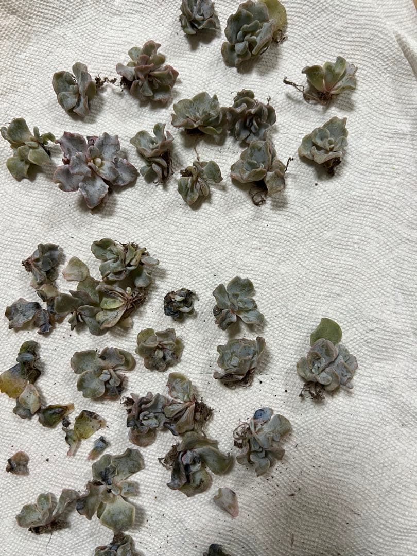 多肉植物 確認用