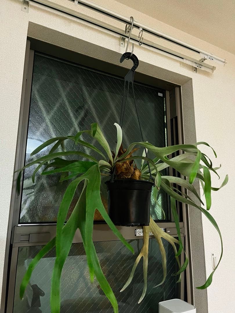 フィカス ウンベラータ（蜂、ローラー付き受け皿付き）の通販｜www