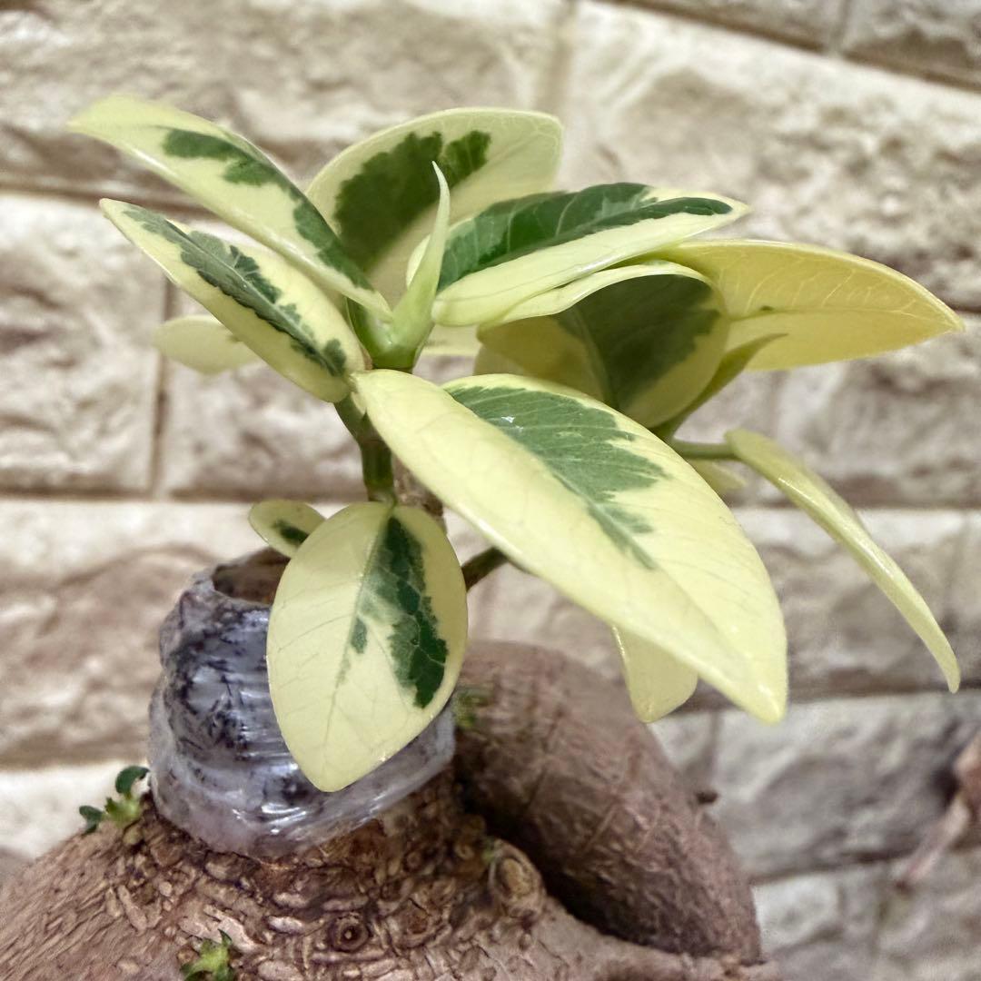 斑入りガジュマル パンダ 丸台木 接木株 活着済 白斑強 5号鉢