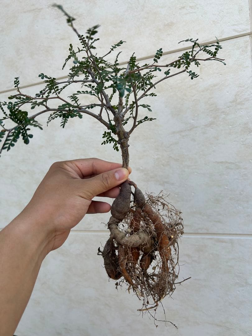 オペルクリカリアパキプス　実生