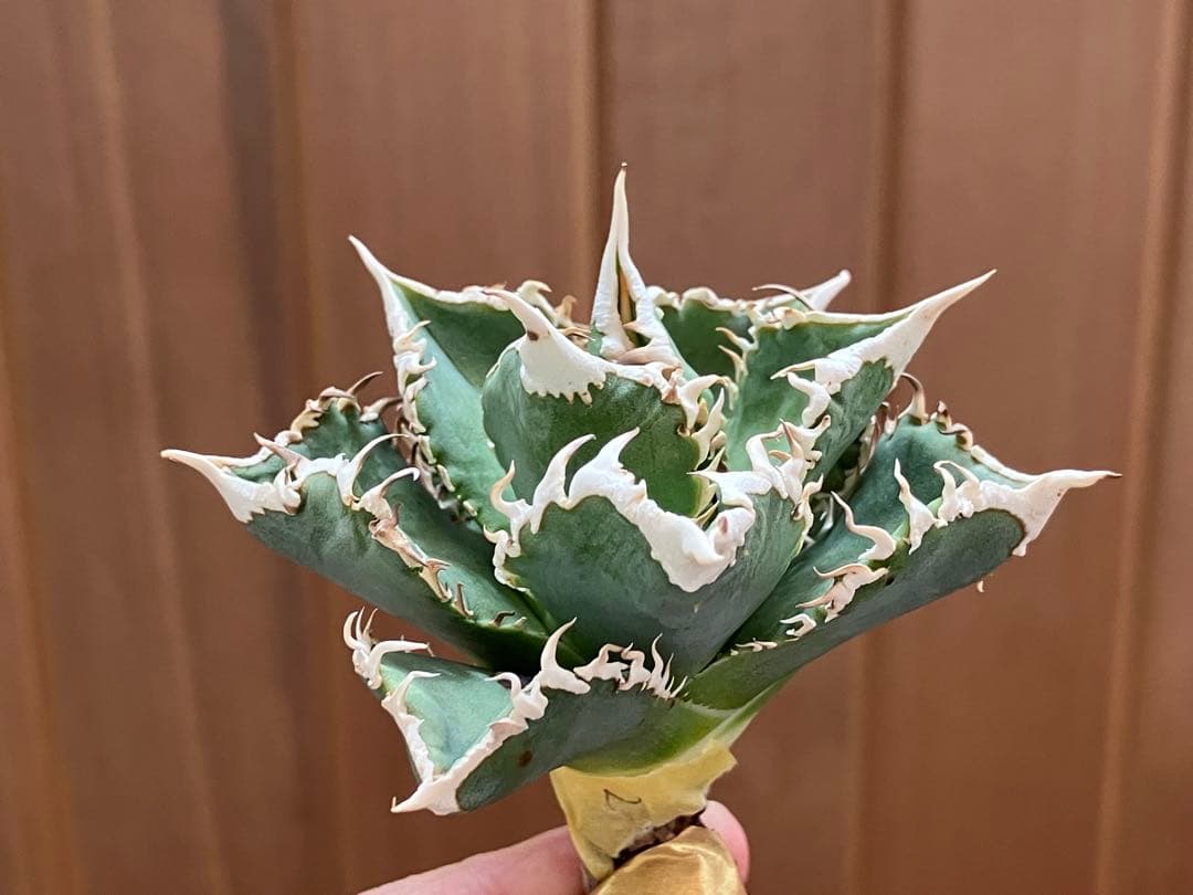 【初売り】58 匿名配送　特選　太棘　アガベ　チタノタ　白豪刺TC ②