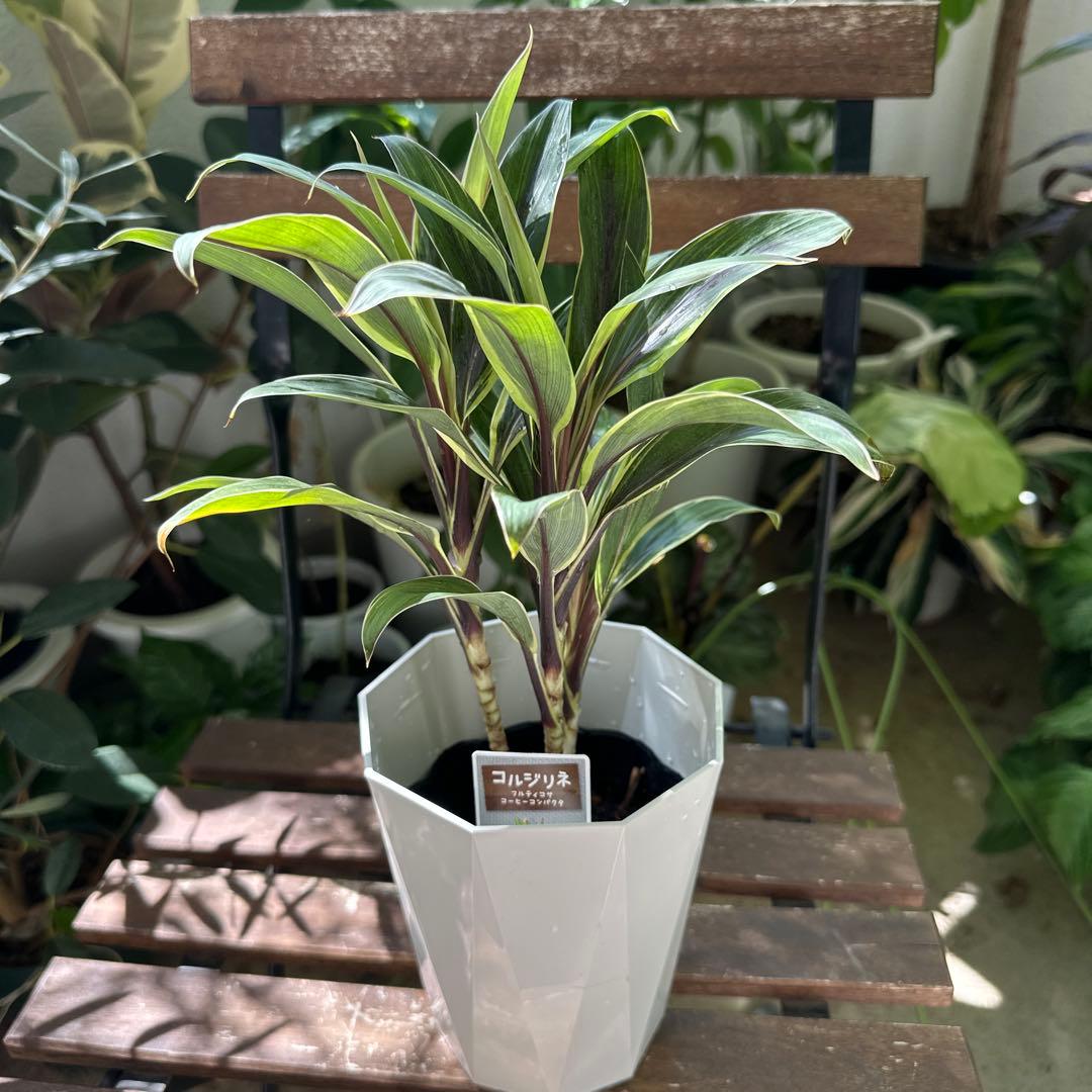 希少品種】コルジリネ フルティコサ コーヒーコンパクタ - メルカリ