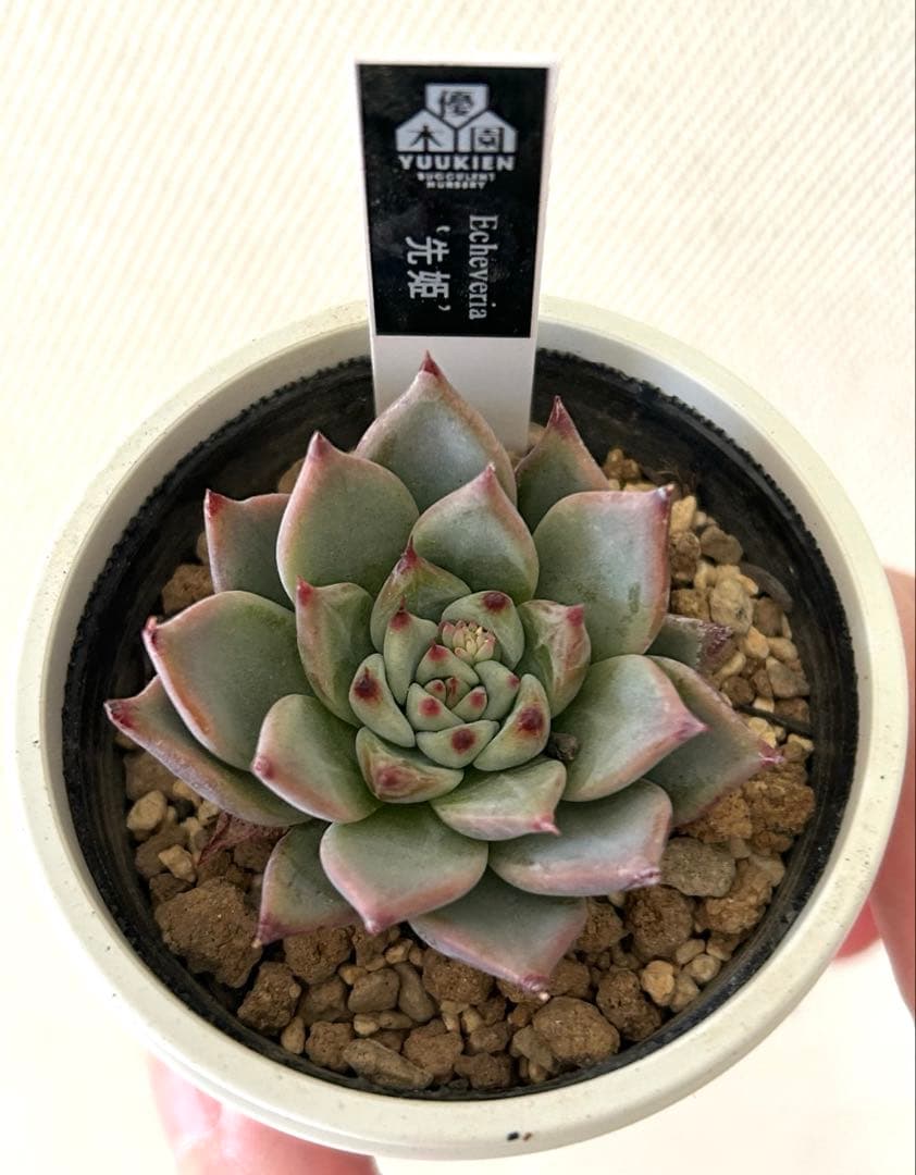 優木園さん 命名株 黒札 先姫 札付き・抜き苗 - メルカリ