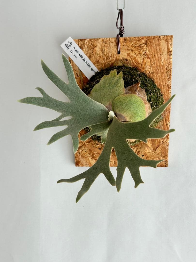 ビカクシダ P. Willinckii Jade Girl sporeling