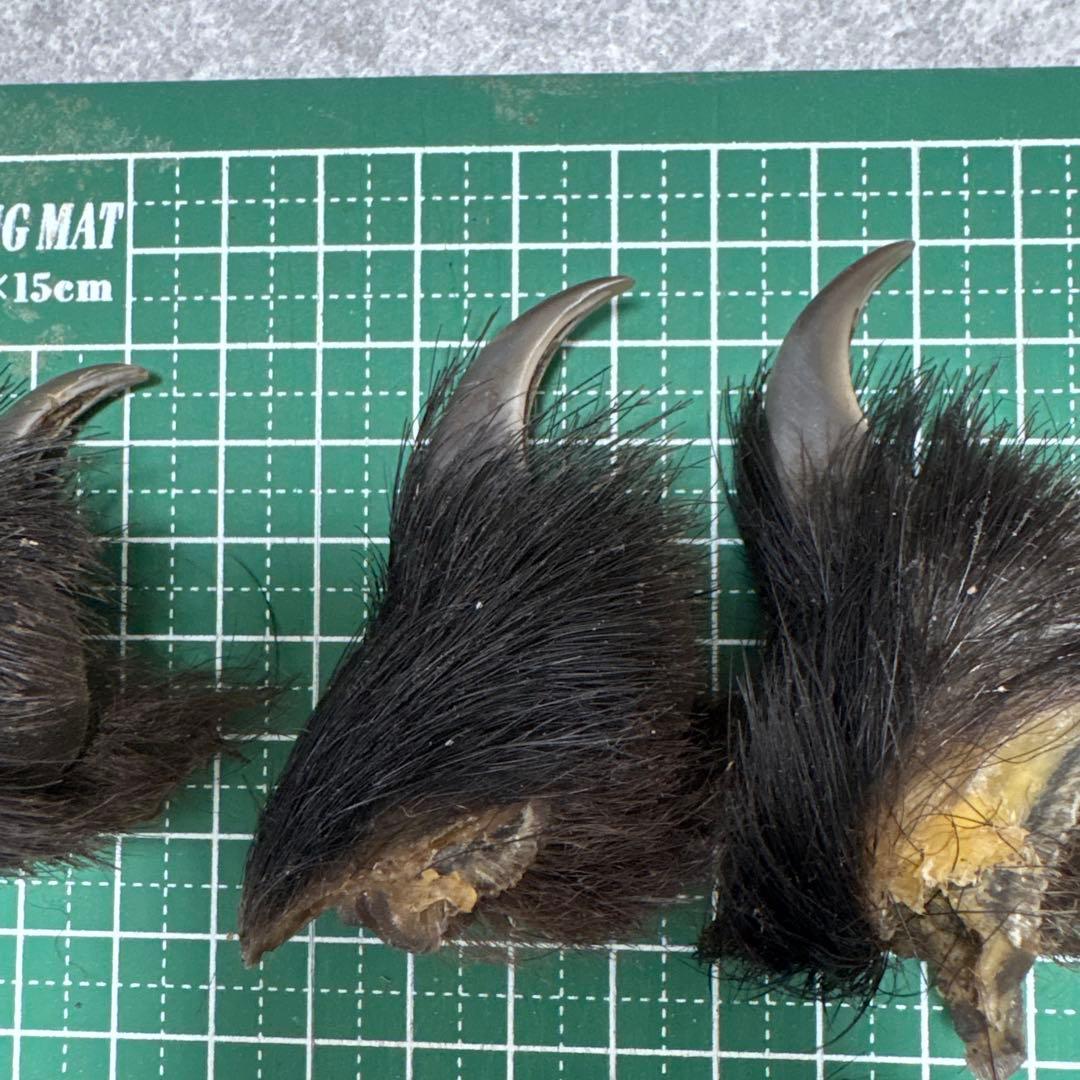 熊の爪　天然　17本セット