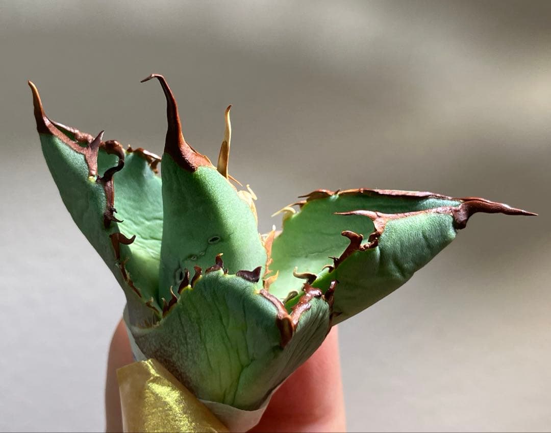 匿名配送【初売り】②REZA産　イラン株　アガベ　BLAZE ブレイズ