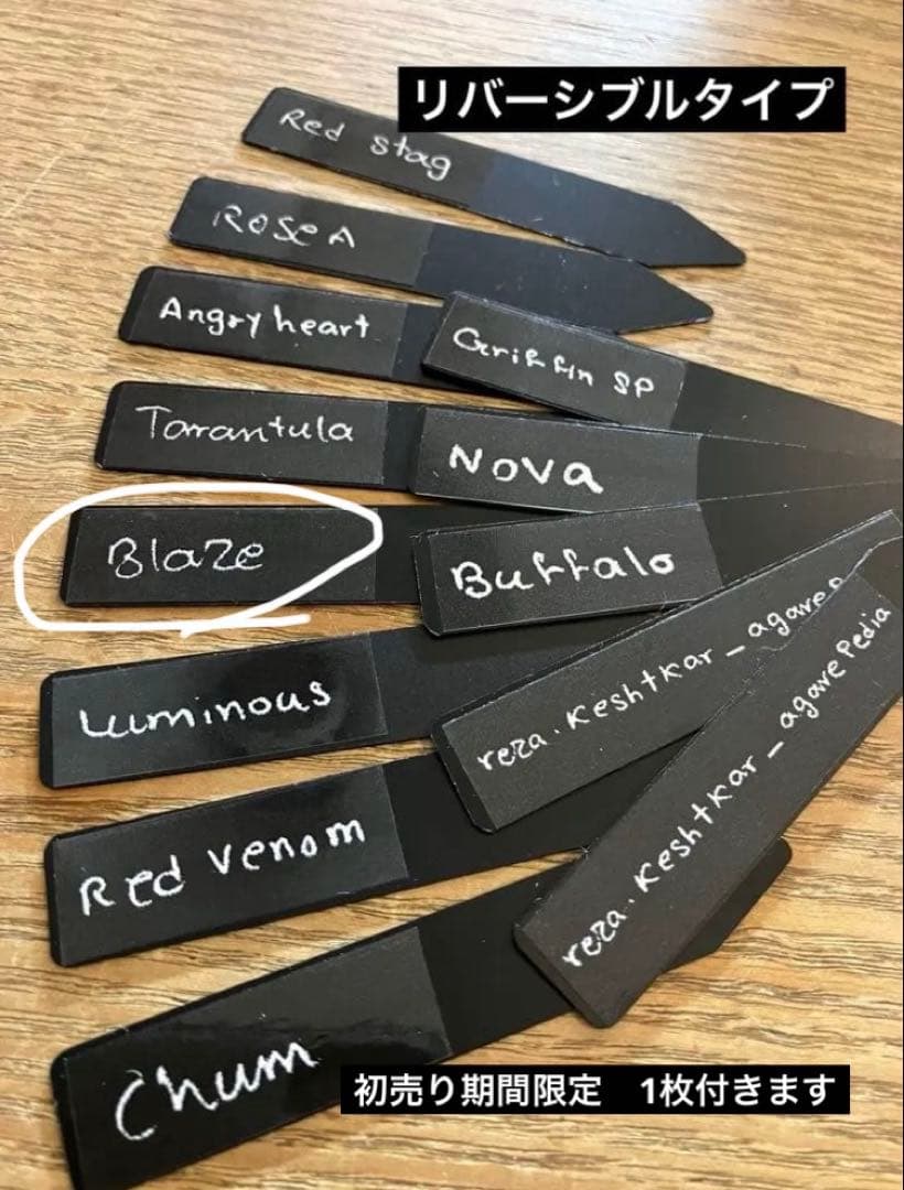 匿名配送【初売り】②REZA産　イラン株　アガベ　BLAZE ブレイズ