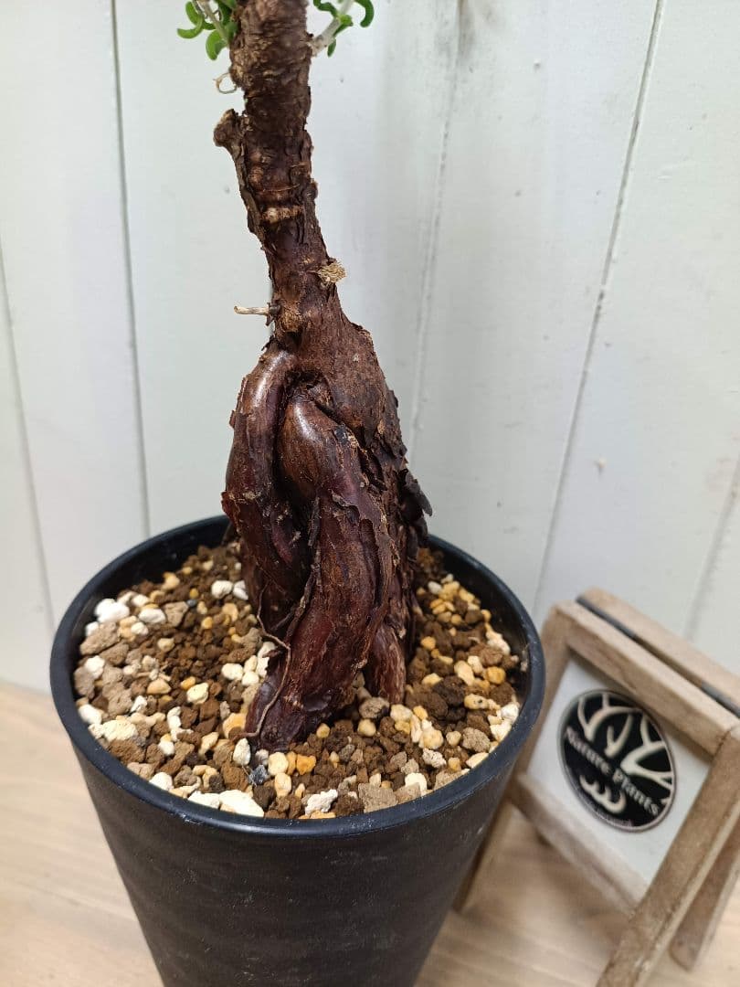 L073 超希少種発根済み メストクレマ ツベローサム 養生株