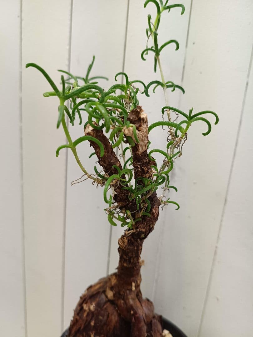 L073 超希少種発根済み メストクレマ ツベローサム 養生株