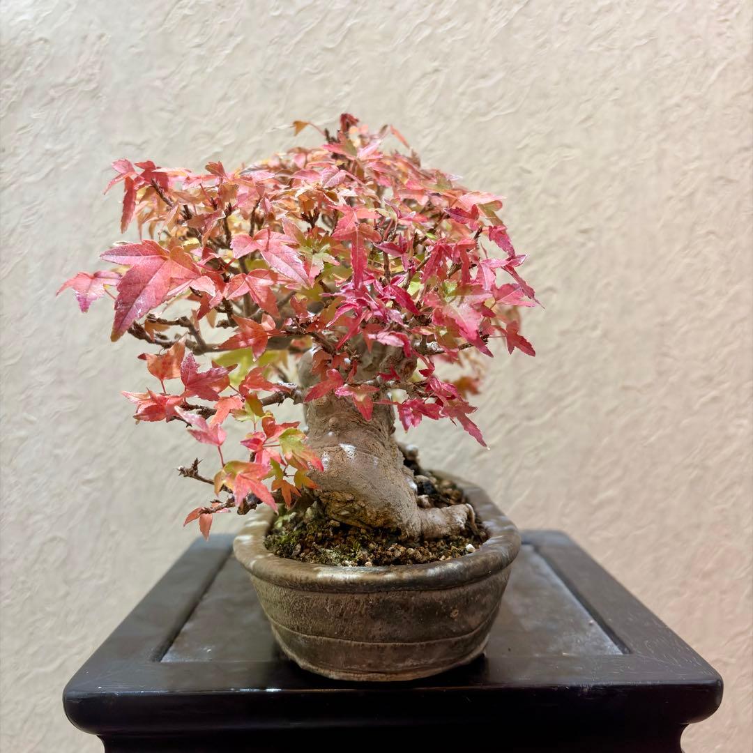 鬼才関野正作　超激レア!! 樹高16㎝　唐楓　カエデ　小品盆栽　真柏　黒松　紅葉