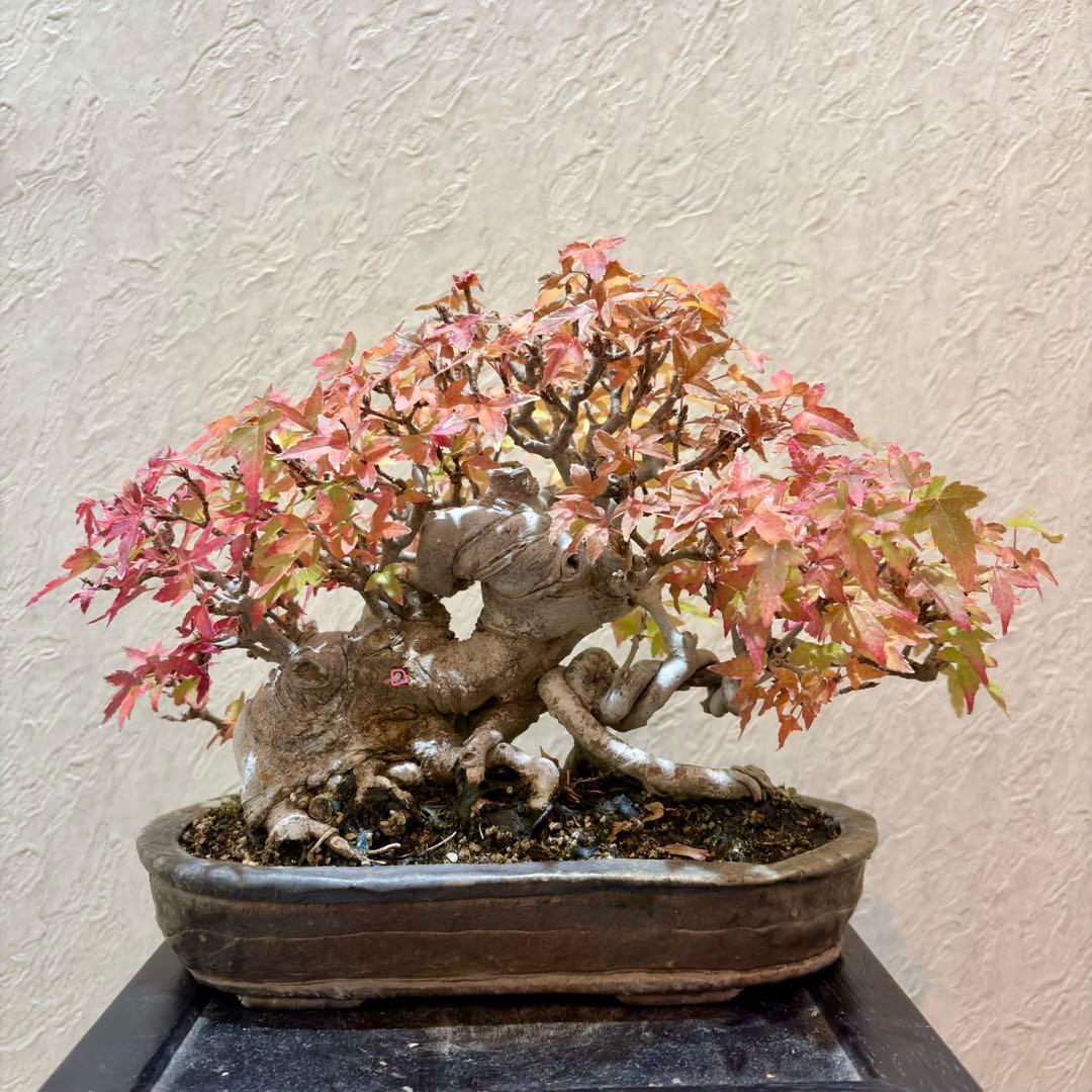鬼才関野正作　超激レア!! 樹高16㎝　唐楓　カエデ　小品盆栽　真柏　黒松　紅葉