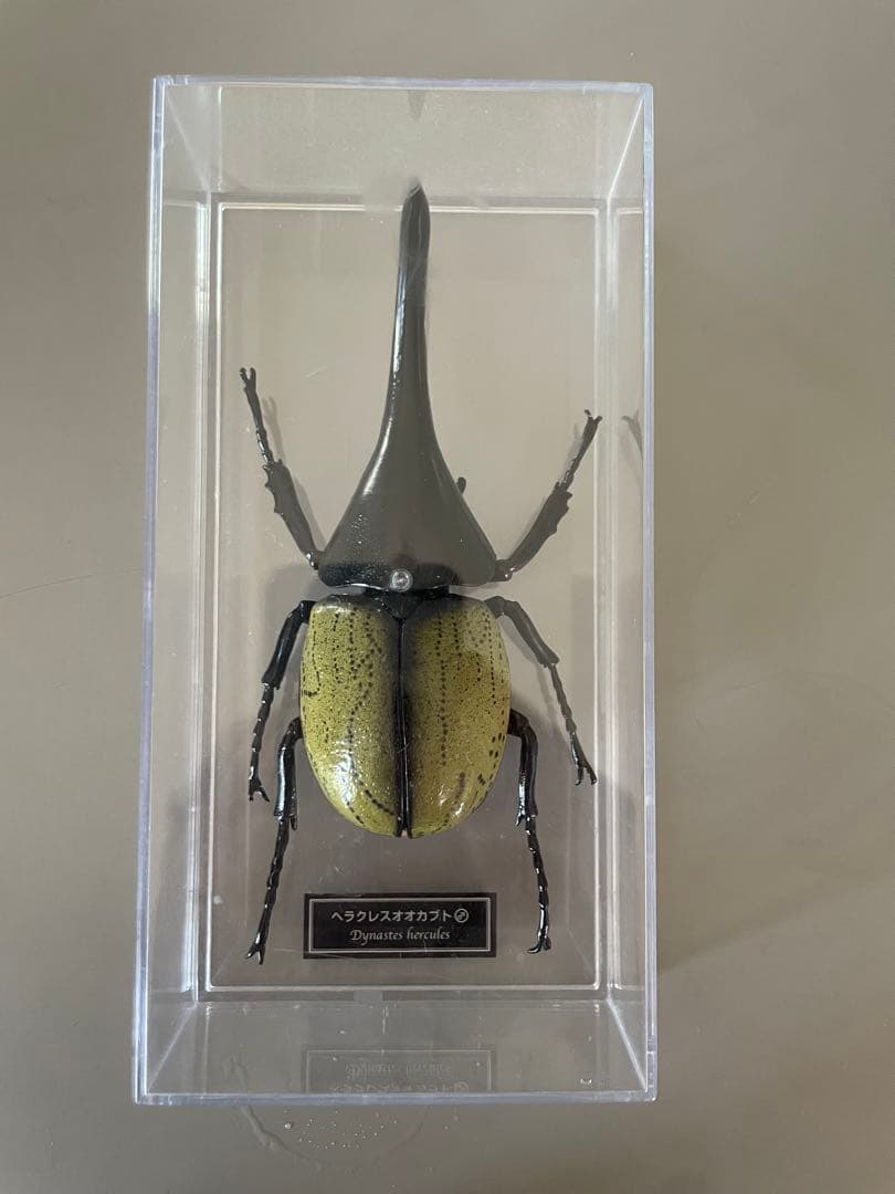 ヘラクレスオオカブト 標本 約10cm - メルカリ