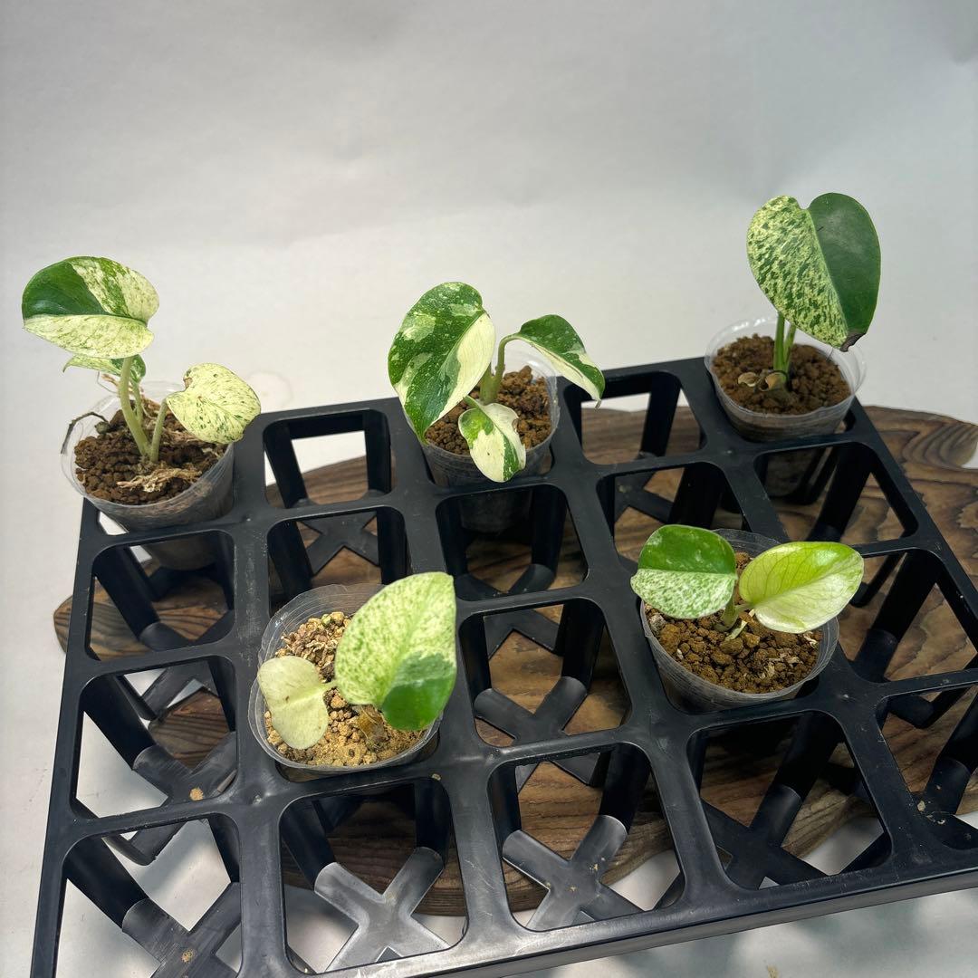 5株セットms74【特別選抜】ホワイトモンスター／天津蘭 モンステラ