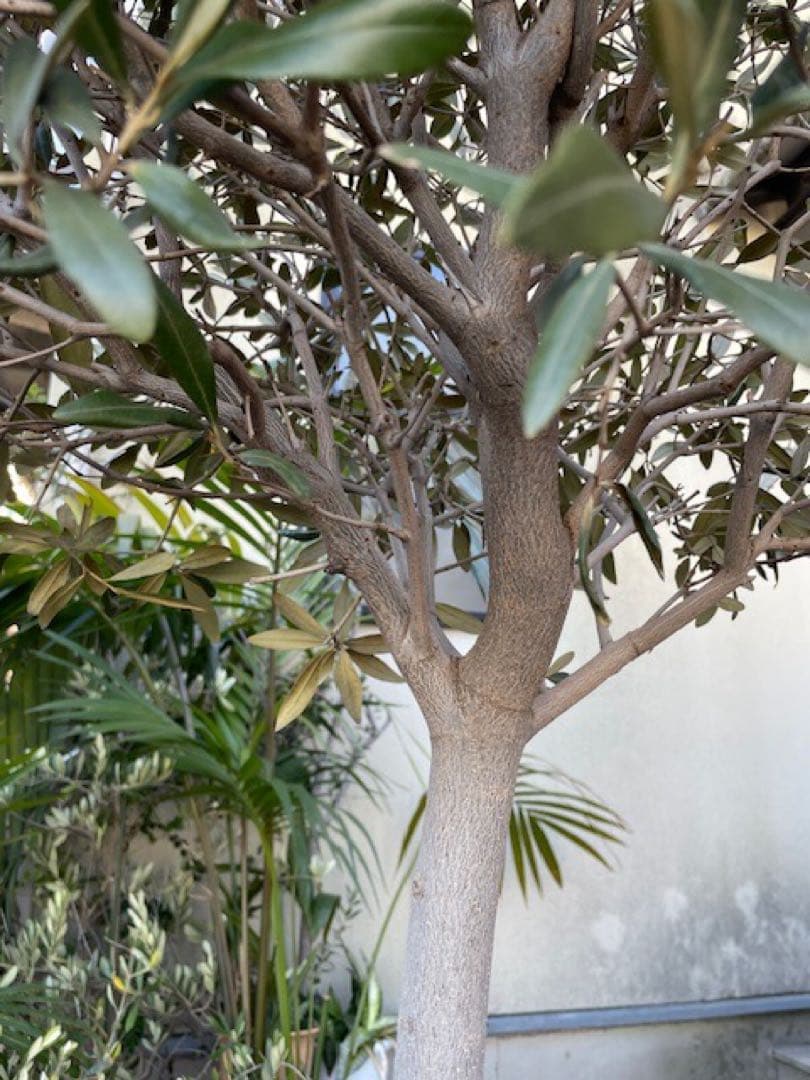 agnes■創樹SOUJUオリーブOLIVE/玉仕立て/180cm/庭木