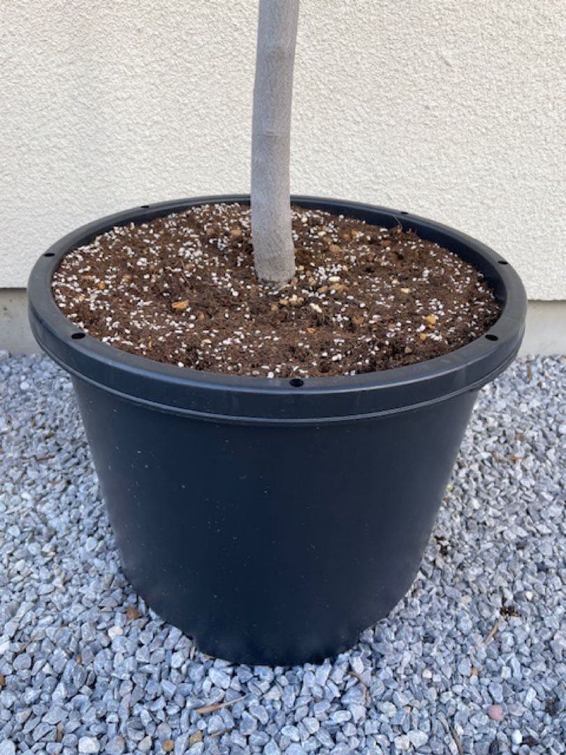 agnes■創樹SOUJUオリーブOLIVE/玉仕立て/180cm/庭木