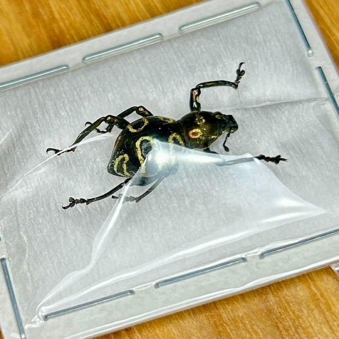 01112 カタゾウムシ　10種セットＢ