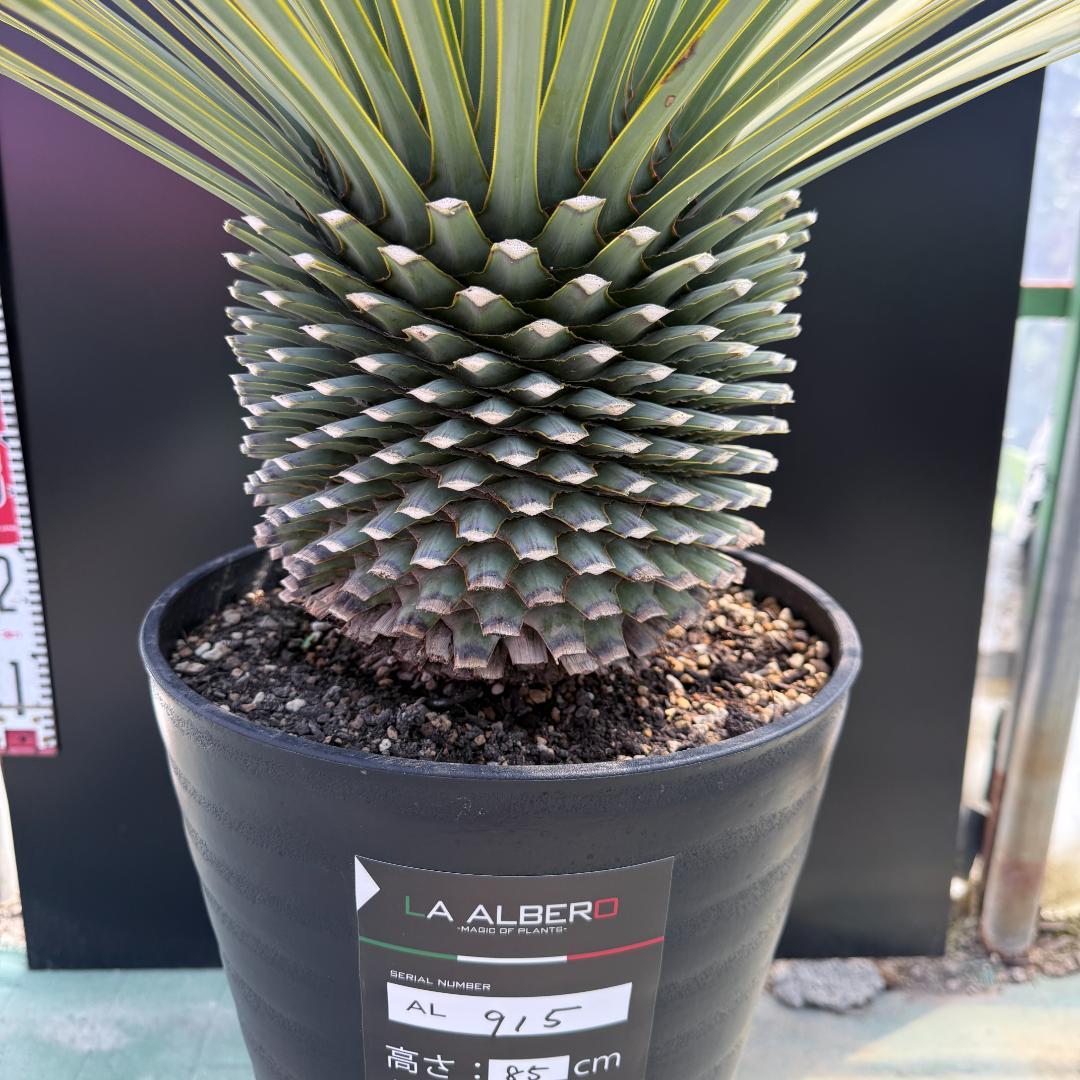 【AL915】ユッカ　ロストラータ