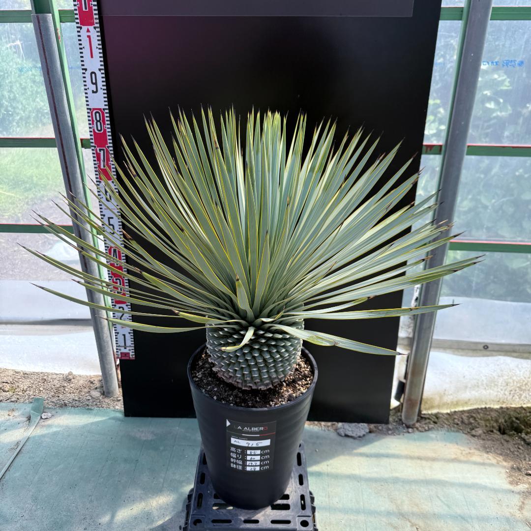 【AL915】ユッカ　ロストラータ