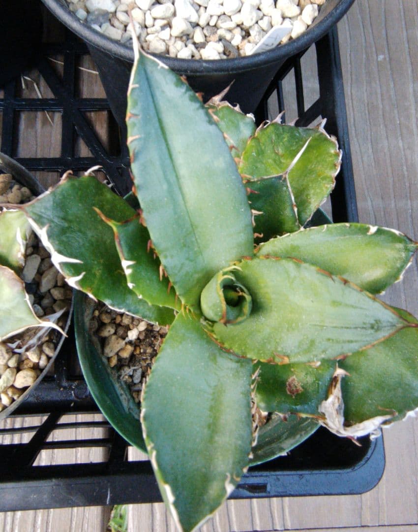 アガベ チタノタ/オテロイ　まとめ売り