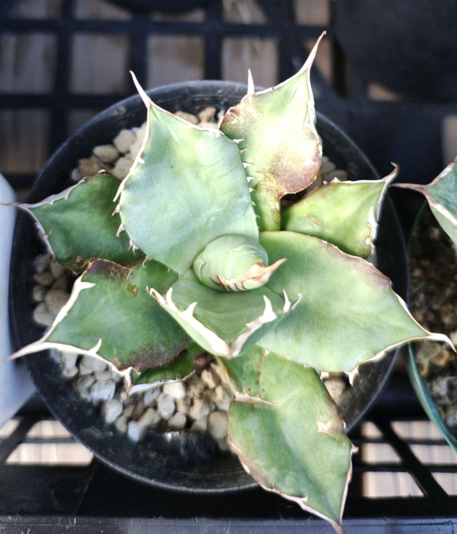 アガベ チタノタ/オテロイ　まとめ売り