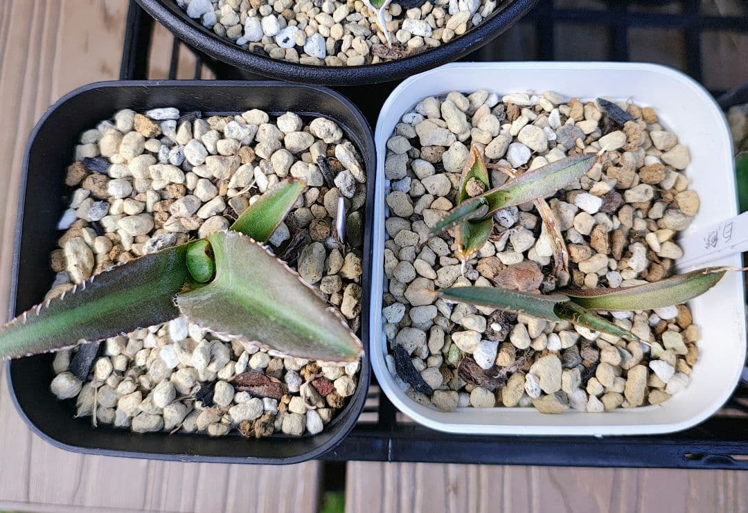 アガベ チタノタ/オテロイ　まとめ売り