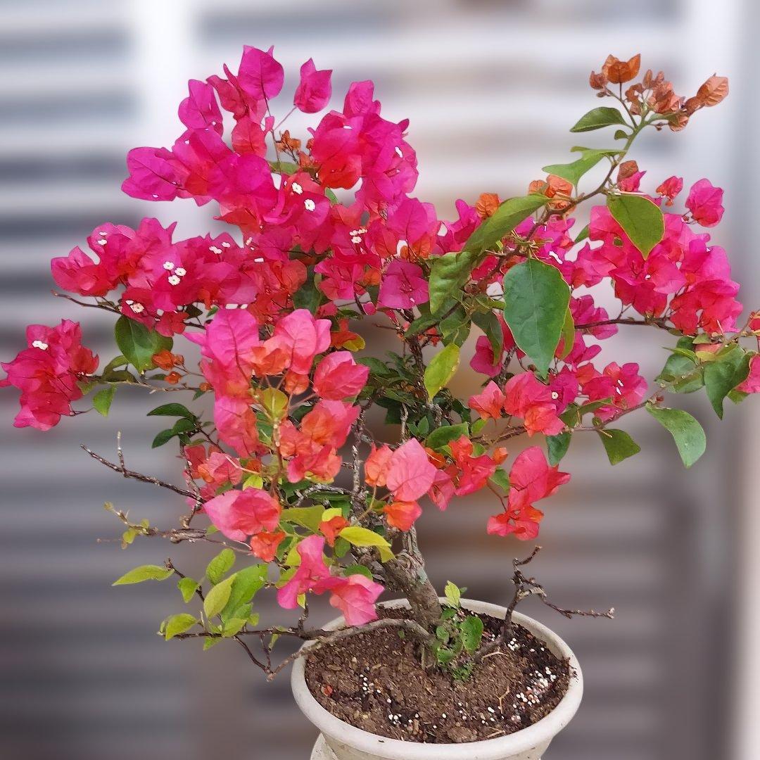 ブーゲンビリア盆栽　オレンジピンクNo75 らくらくメルカリ便発送‼️