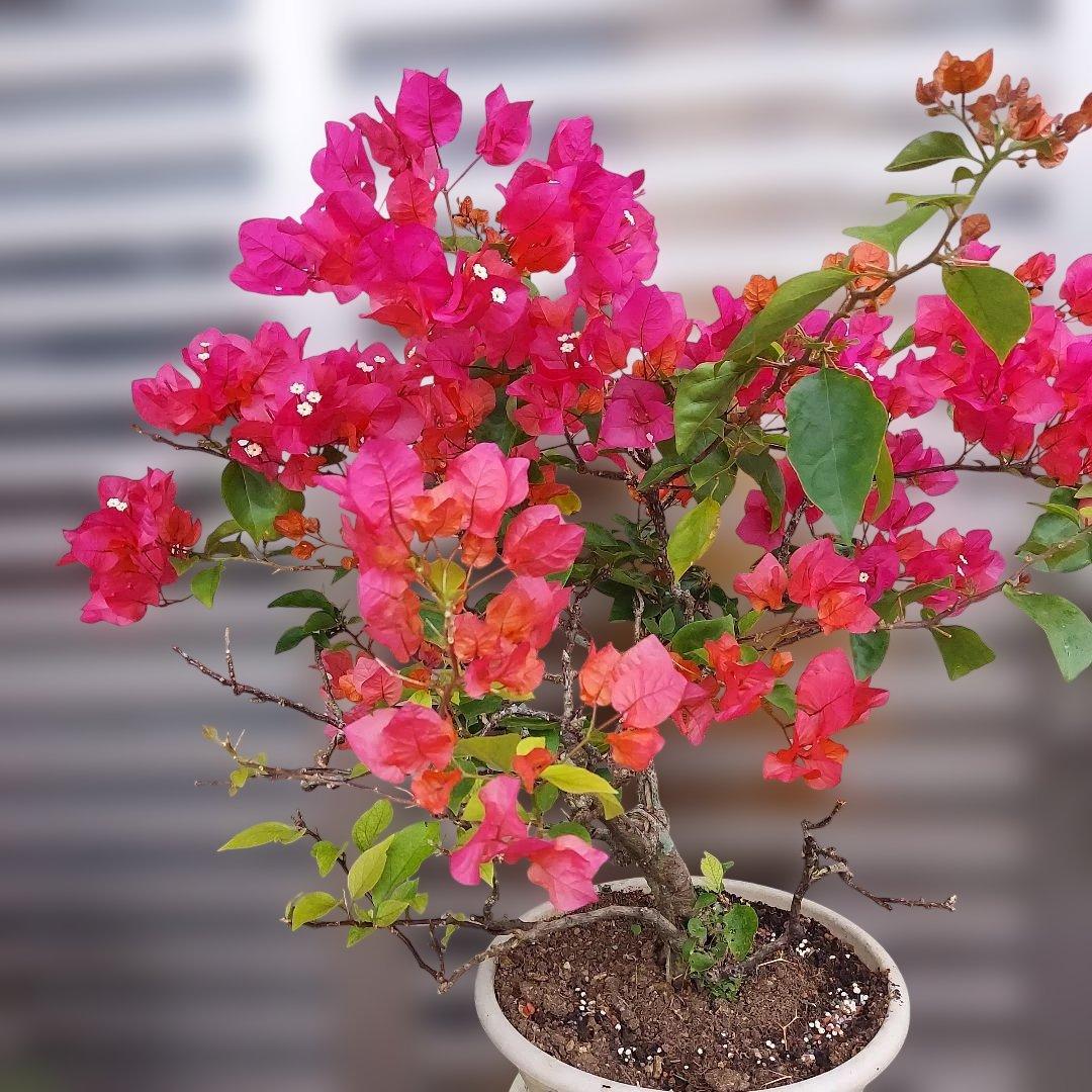 ブーゲンビリア盆栽　オレンジピンクNo75 らくらくメルカリ便発送‼️