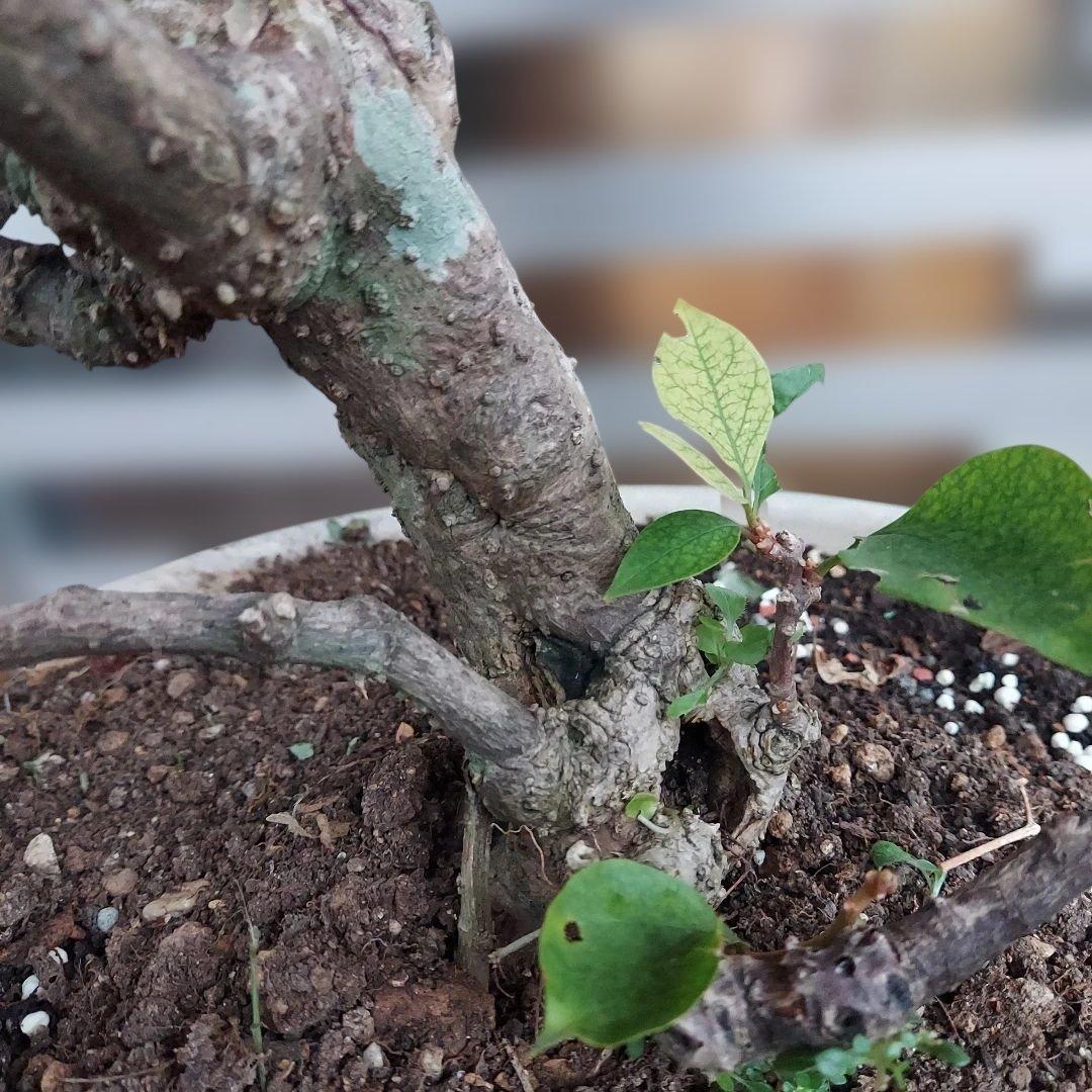 ブーゲンビリア盆栽　オレンジピンクNo75 らくらくメルカリ便発送‼️