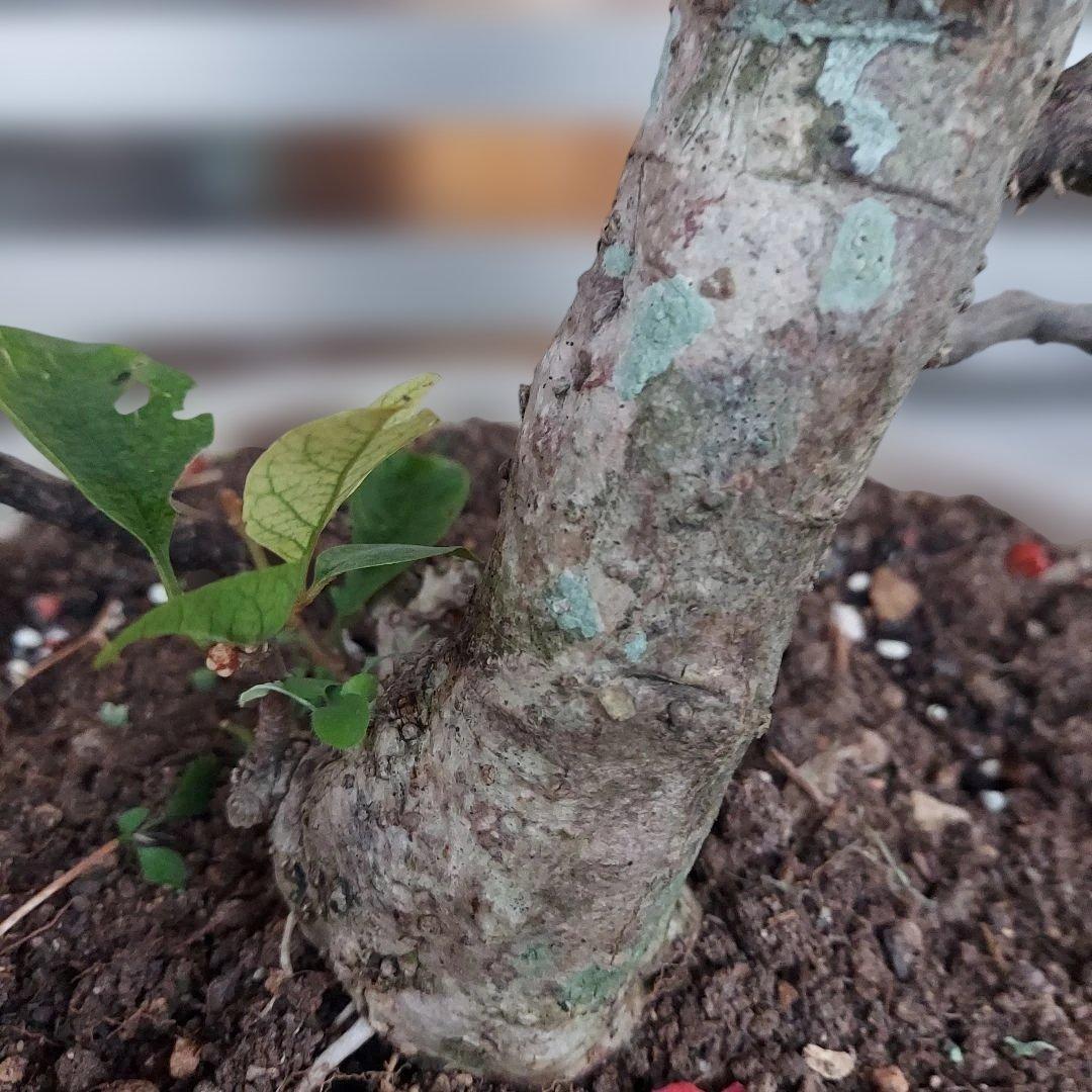 ブーゲンビリア盆栽　オレンジピンクNo75 らくらくメルカリ便発送‼️