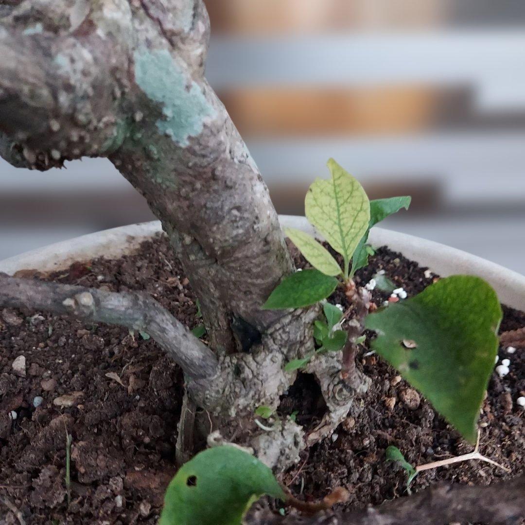 ブーゲンビリア盆栽　オレンジピンクNo75 らくらくメルカリ便発送‼️