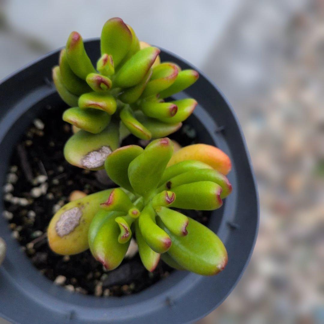 金のなる木　ゴーラム　抜き苗