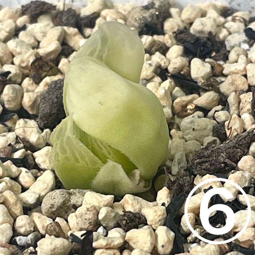 UFOさまご確認用！　ハオルチア　白蛇伝