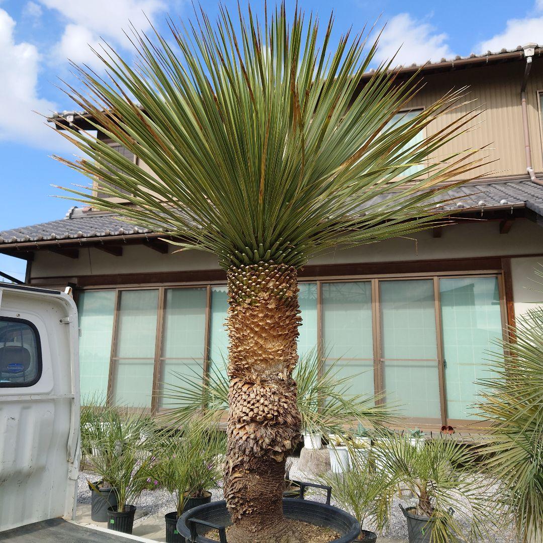 ユッカ ロストラータ 《Lサイズ・H=約1.55m・約48kg》304