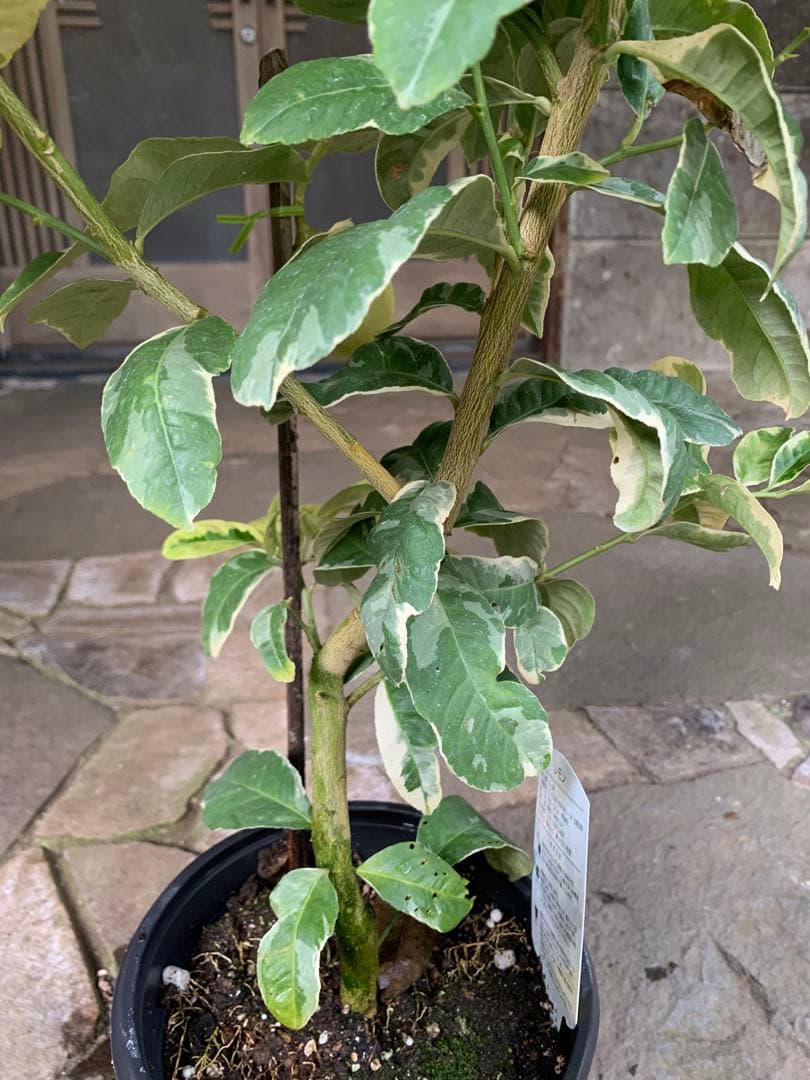 斑入りレモン 果樹 実が付き 鉢ごと発送