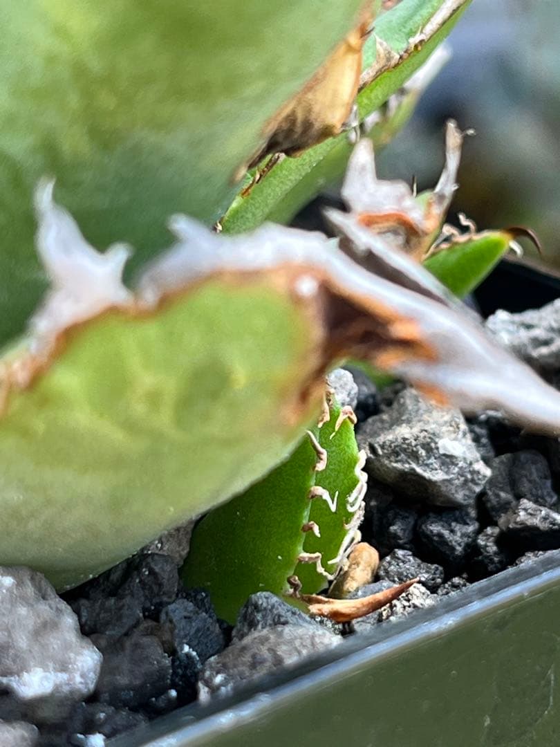 アガベ チタノタ 麻花龍（マカロン）Lize産 ムチプリ / 星空 金蟾 痘痘