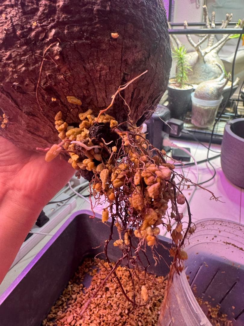 インボイス発行可 オペルクリカリア パキプス 幹幅18㎝ 発根済み 三州