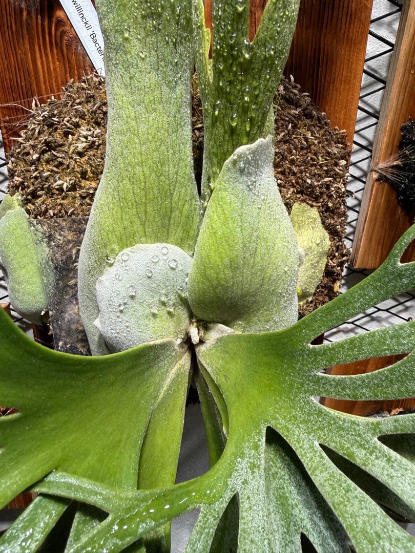 【特選親株】P.Bacteria バクテリア