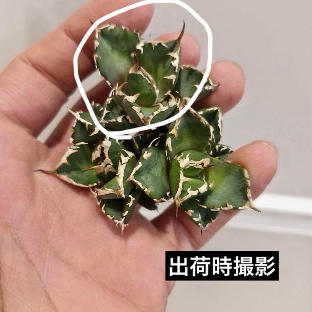 【初売りセット】45 REZA産　イラン アガベ　NOVA 育て比べ　セ⑥