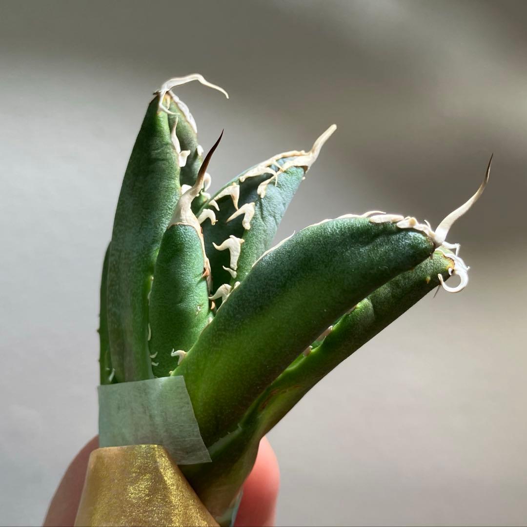 【初売りセット】45 REZA産　イラン アガベ　NOVA 育て比べ　セ⑥