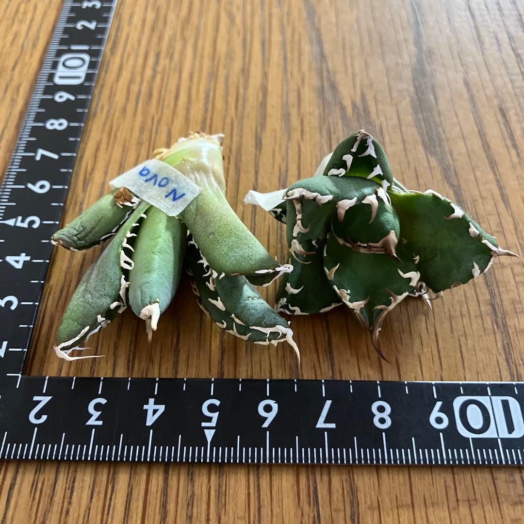 【初売りセット】45 REZA産　イラン アガベ　NOVA 育て比べ　セ⑥