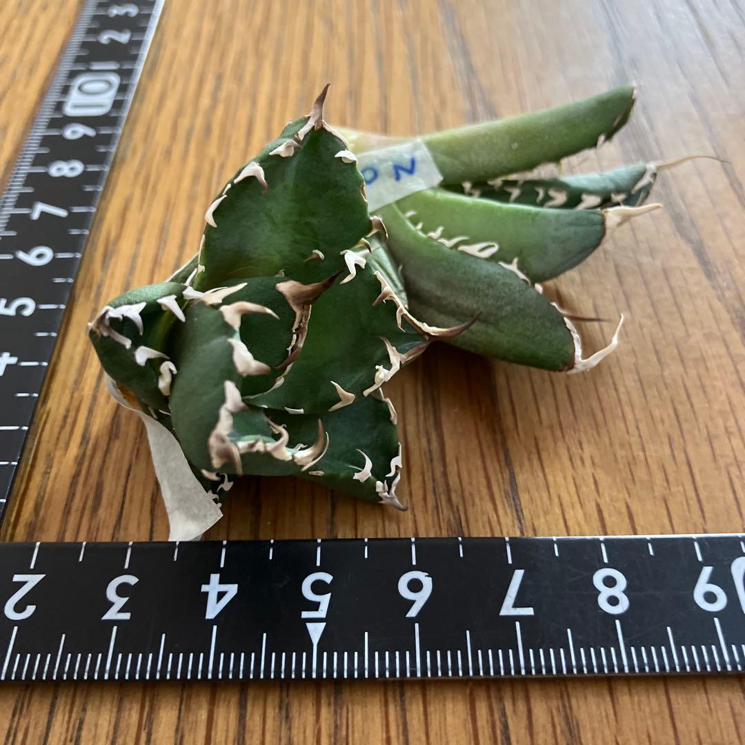 【初売りセット】45 REZA産　イラン アガベ　NOVA 育て比べ　セ⑥