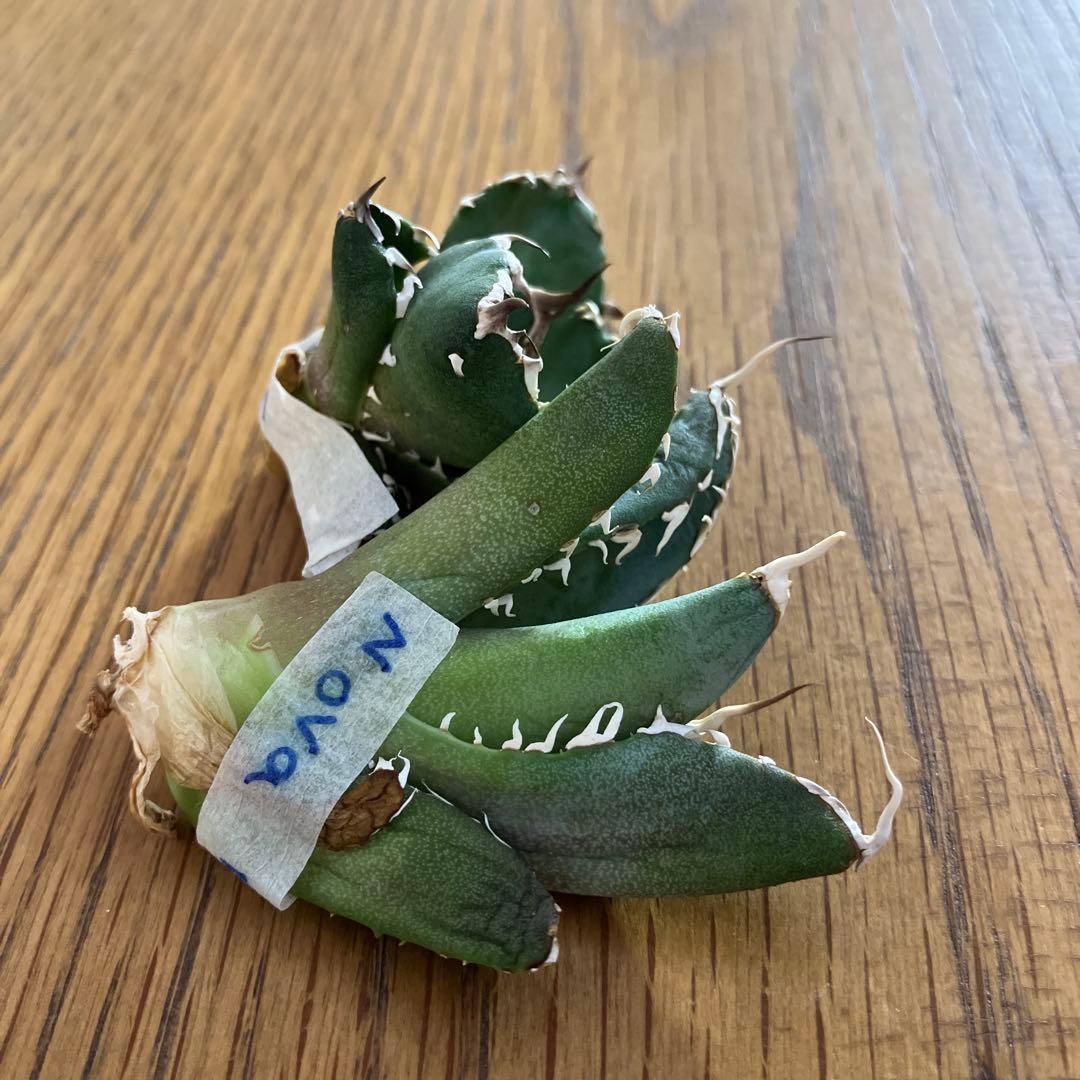 【初売りセット】45 REZA産　イラン アガベ　NOVA 育て比べ　セ⑥