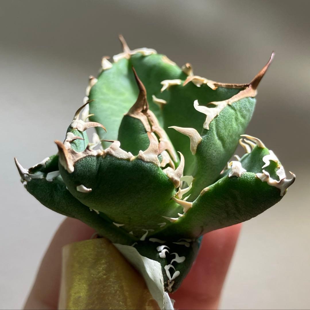 【初売りセット】45 REZA産　イラン アガベ　NOVA 育て比べ　セ⑥