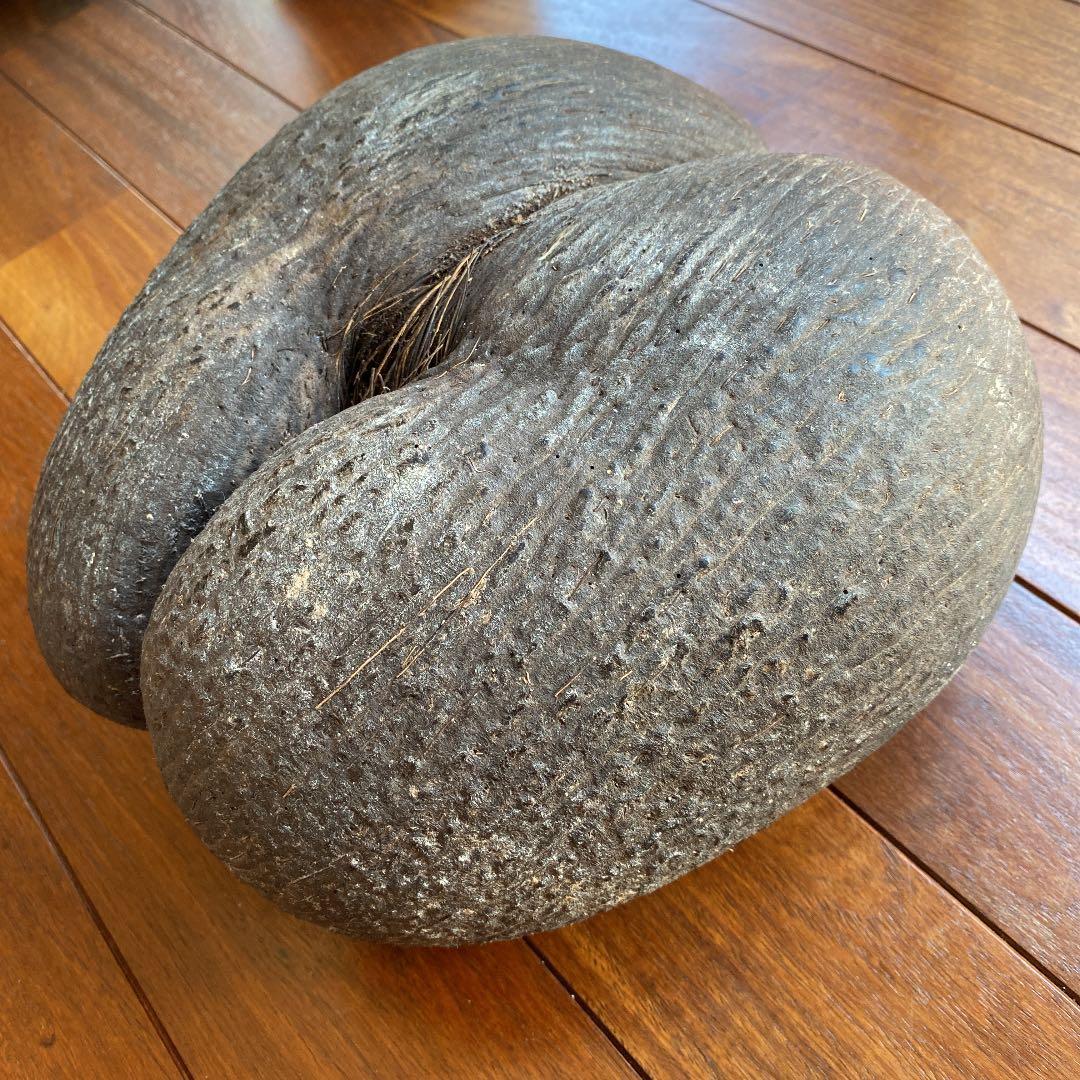 フタゴヤシ　禁断の果実　送料無料☆☆☆