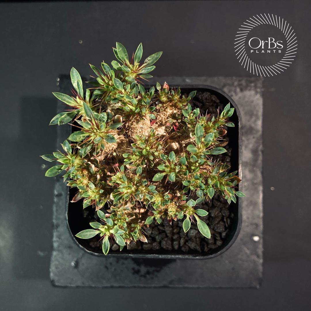 超特選）ユーフォルビア ギラウミニアナ 大株 【コレクション株】大株