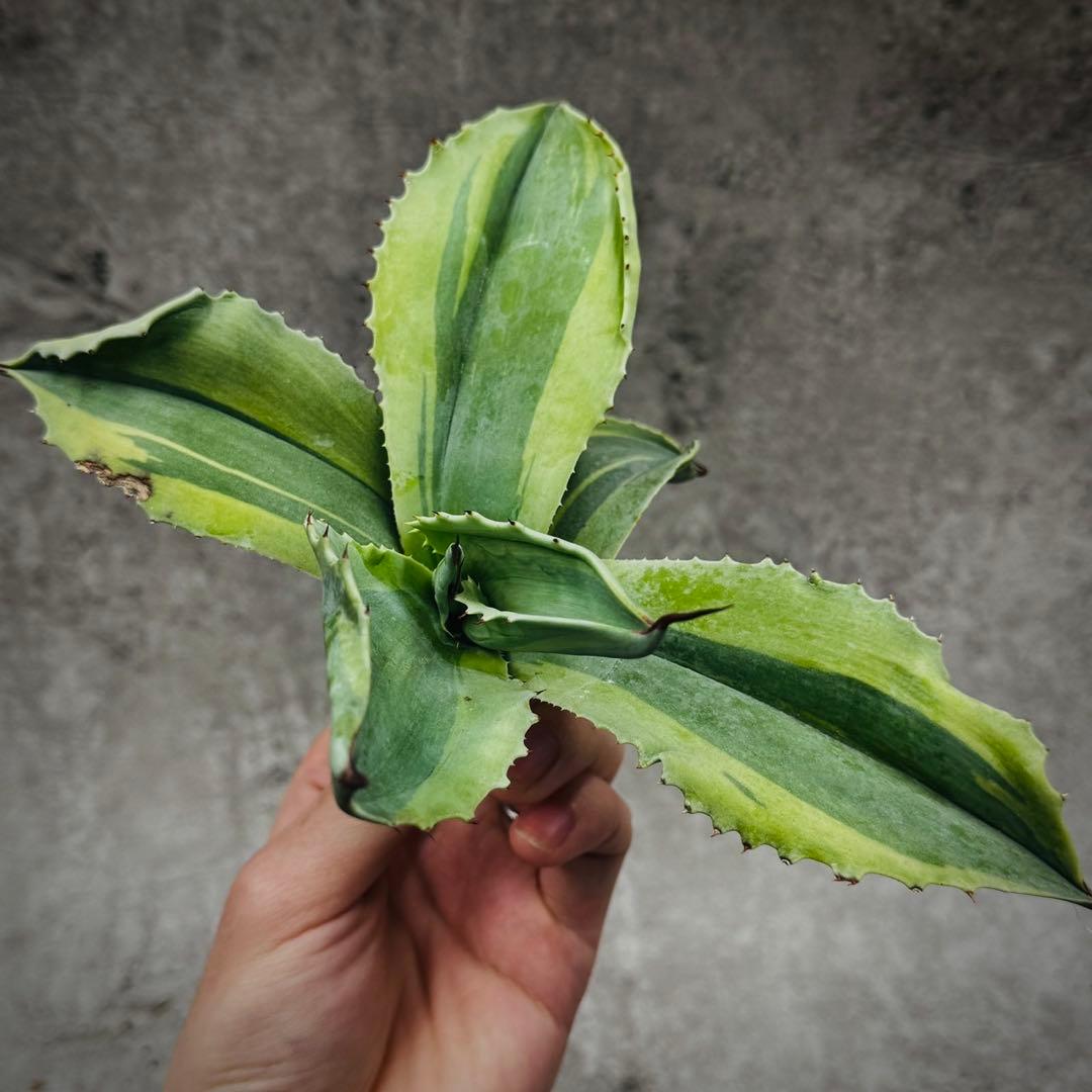 H*m様 多肉植物・アガベ・【特選】・オルカ・斑入り・SSS級美株・天芽・W24