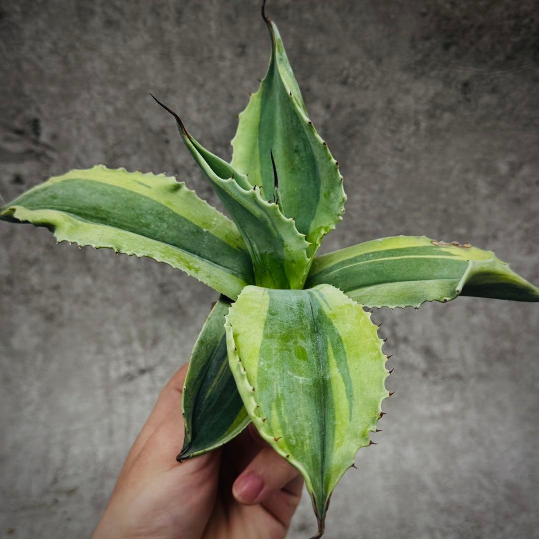 H*m様 多肉植物・アガベ・【特選】・オルカ・斑入り・SSS級美株・天芽・W24